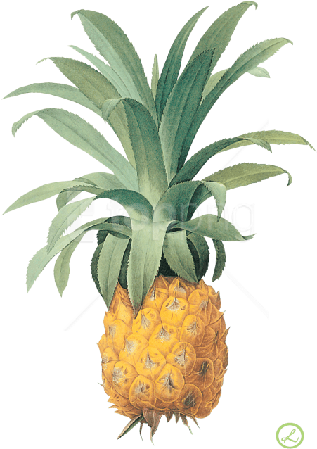 Free Png Pineapple Png Images Transparent - Pineapple Plant Png Clipart (480x667), Png Download