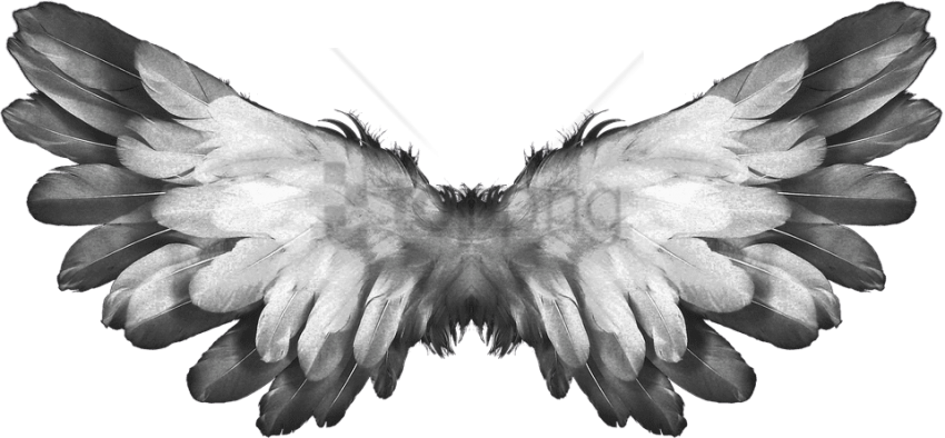 Free Png Angel Wings Feathers Png Image With Transparent - Feathers Wings Clipart (850x394), Png Download