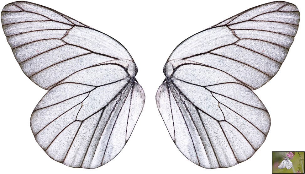 1024 X 583 8 - Butterfly Wings Transparent Background Clipart (1024x583), Png Download