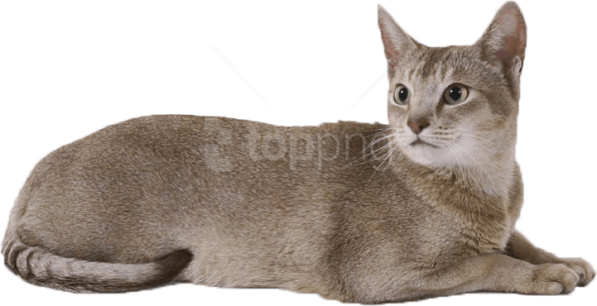 Free Png Download Cat Png Images Background Png Images - Cat Png Clipart (850x436), Png Download