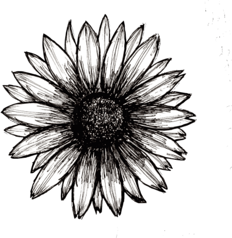 Free Png Sunflower Png Tumblr Png Image With Transparent - African Daisy Clipart (850x818), Png Download