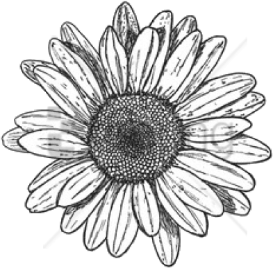 183-1837014_free-png-sunflower-png-tumblr-png-images-transparent.png