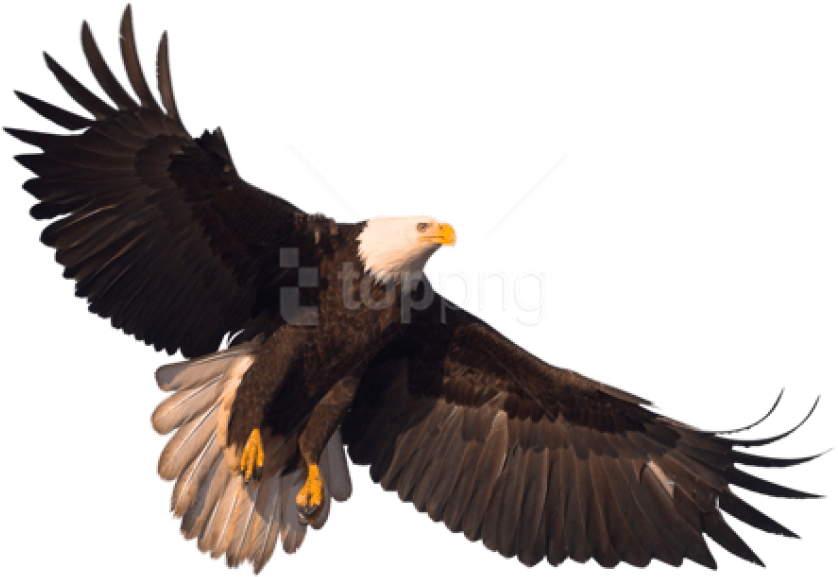Free Png Eagle Png Images Transparent Clipart (850x607), Png Download