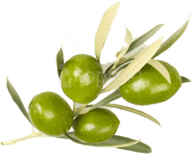 Free Png Olive Png Images Transparent Clipart (850x563), Png Download