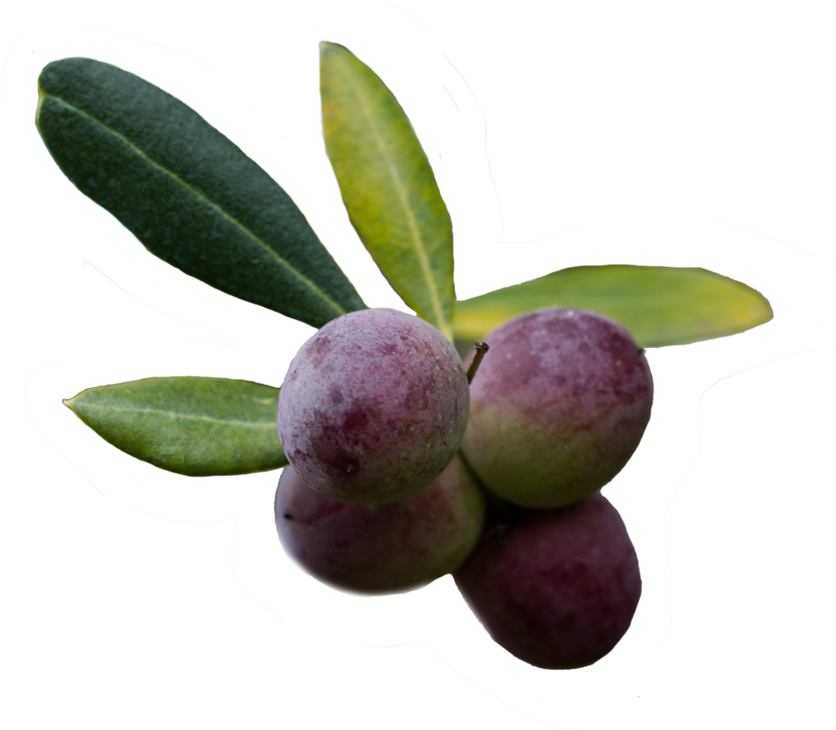 Olive Png - Olive Clipart (1200x1039), Png Download