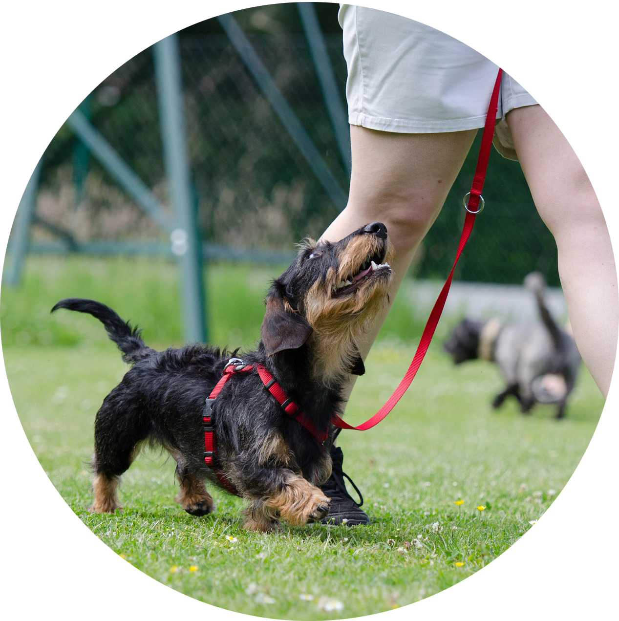 Leash Walking & Come Clipart (1267x1271), Png Download