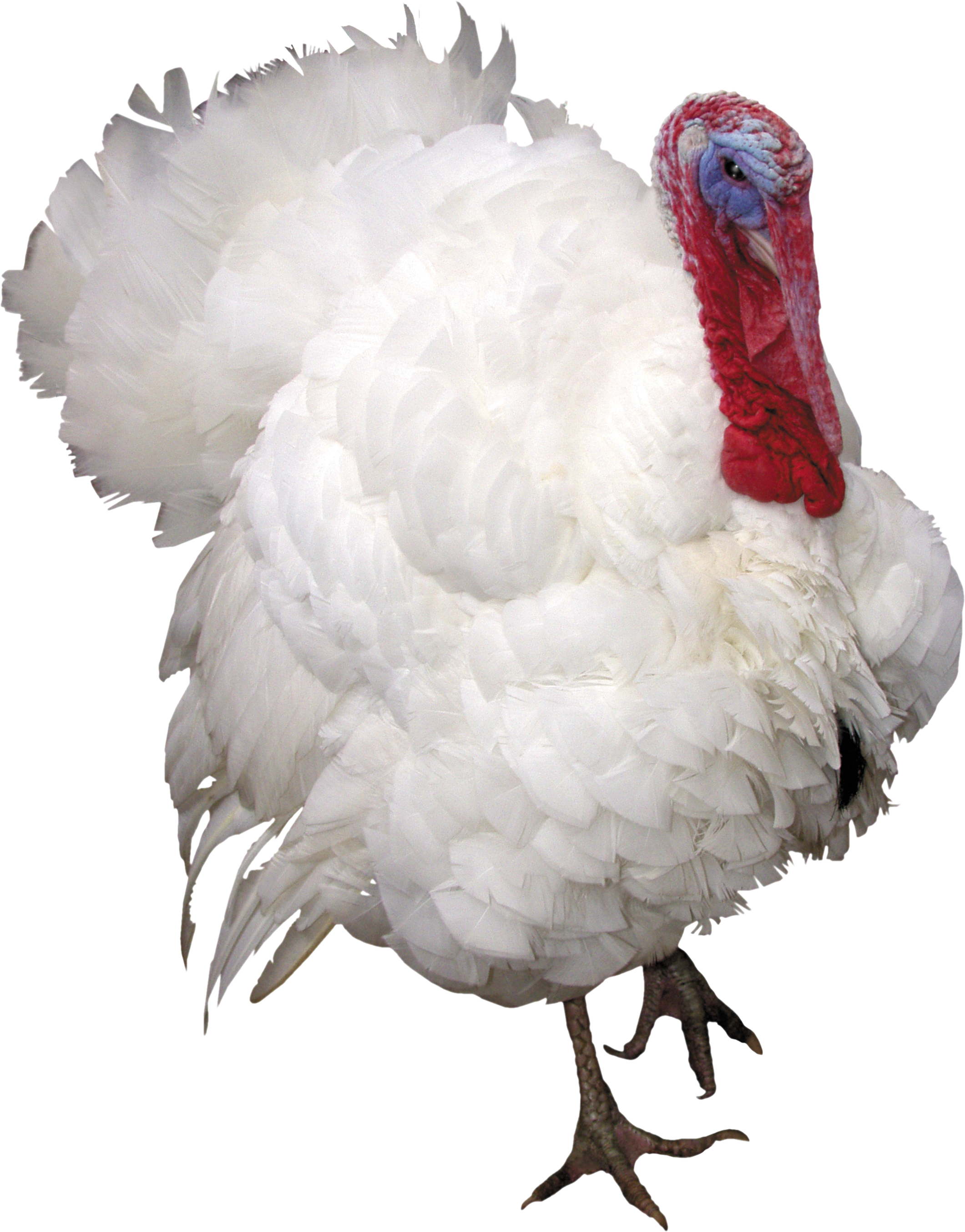 Turkey Bird Png Image With Transparent Background Clipart (2121x2706), Png Download
