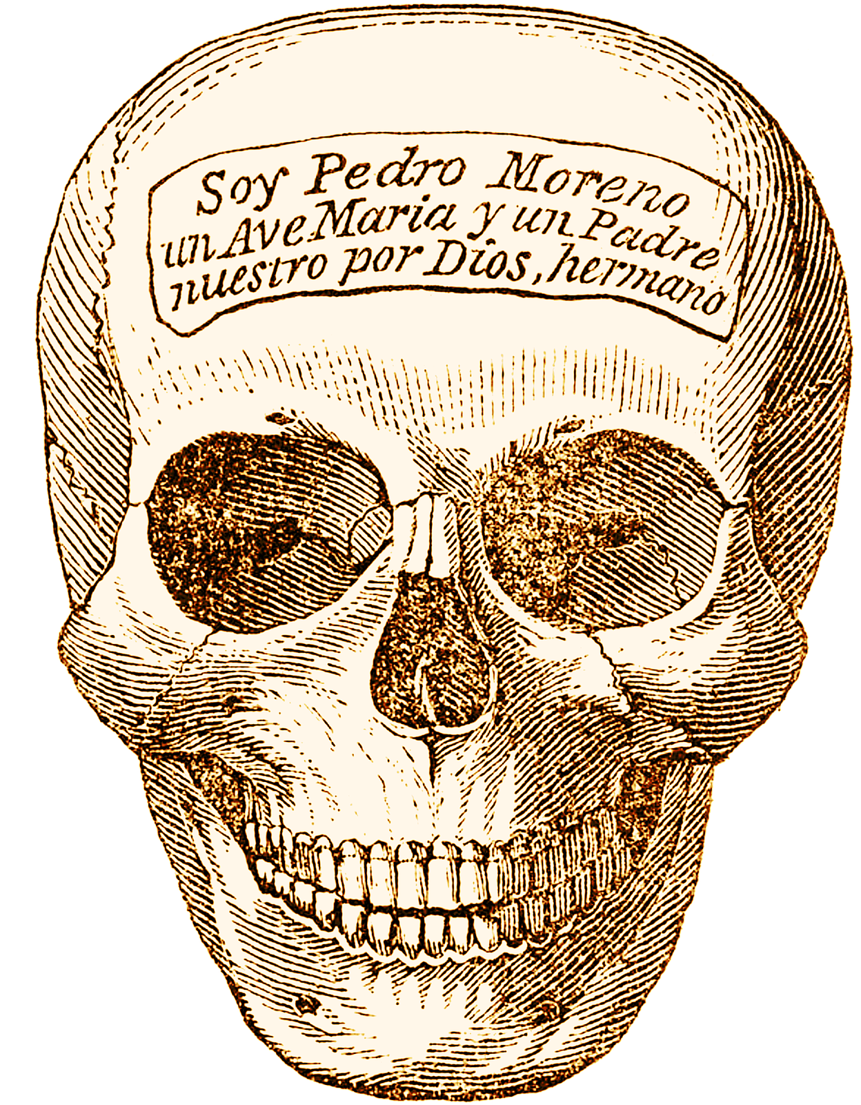Skeleton Head, Human, Head, Graphics, Bone, Hq Photo Clipart (1920x1920), Png Download