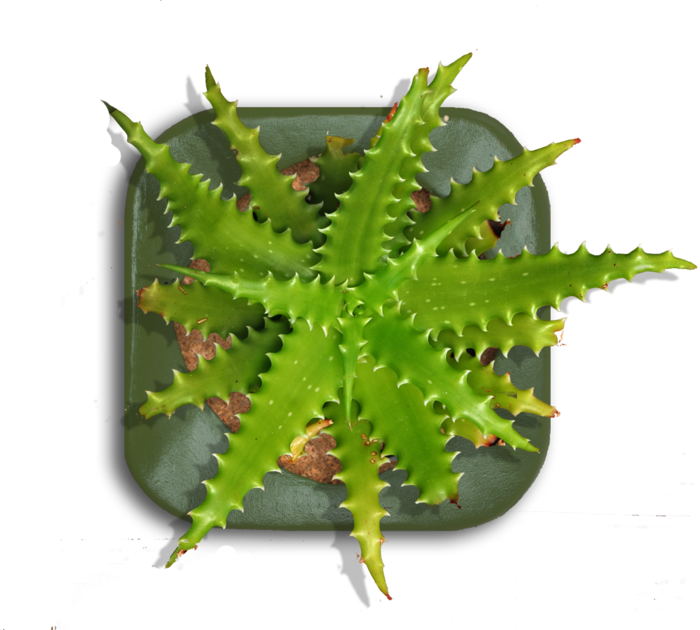Tall Indoor Plant Png Download - Top View Of Indoor Plants Png Clipart (700x630), Png Download