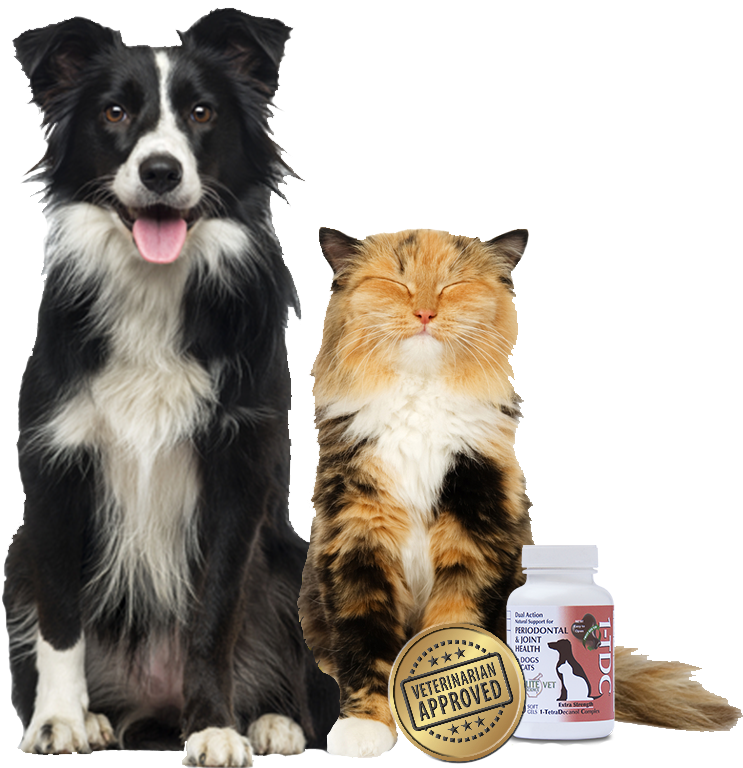 1tdc™ 4 In - Border Collie Clipart (1000x767), Png Download