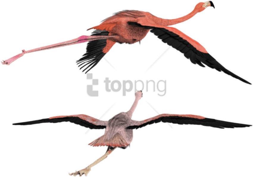 Free Png Download 3d Flying Bird Png Images Background - 3d Flying Bird Png Clipart (850x596), Png Download