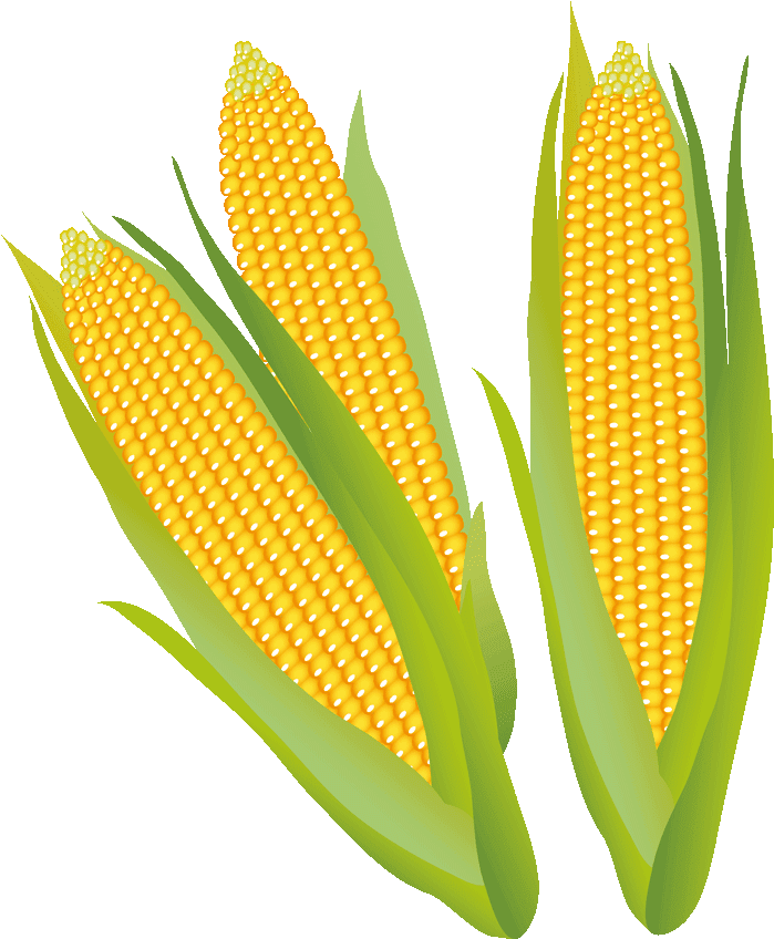 Corn Stalk Clipart - Corn On The Cob - Png Download (720x1280), Png Download