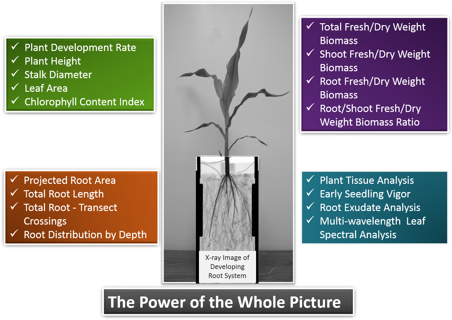 Phenotype Screening Corporation Homepage Png Corn Stalk - Trophy Clipart (1511x1092), Png Download