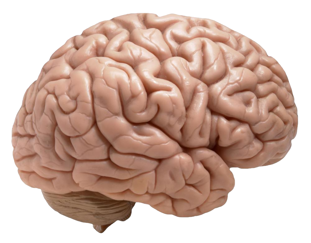 Revised Brain Clipart (1000x800), Png Download