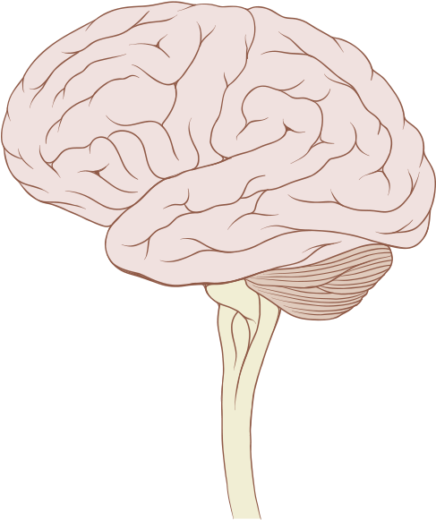 Brain Stem Normal Human Clipart (518x600), Png Download