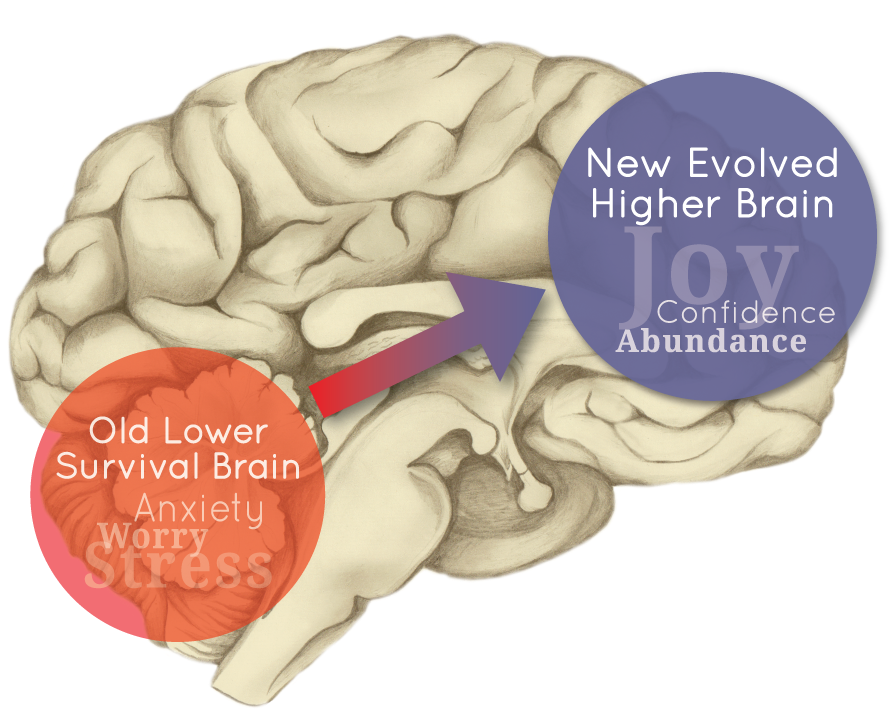 Brain Logo No Back - Higher Brain Clipart (927x792), Png Download