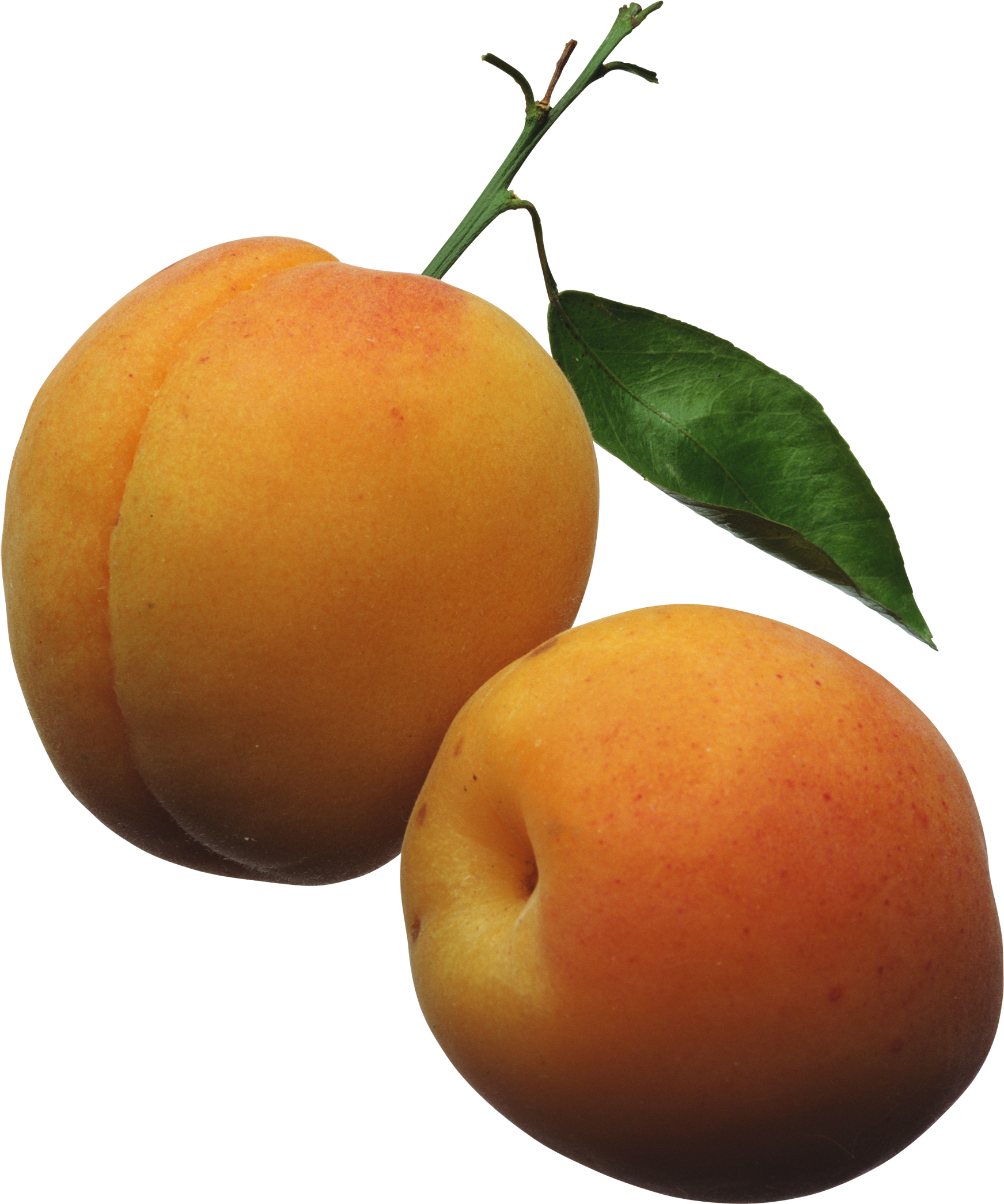 Apricots Png Clipart Picture - Apricots Clipart Transparent Png (1800x2174), Png Download