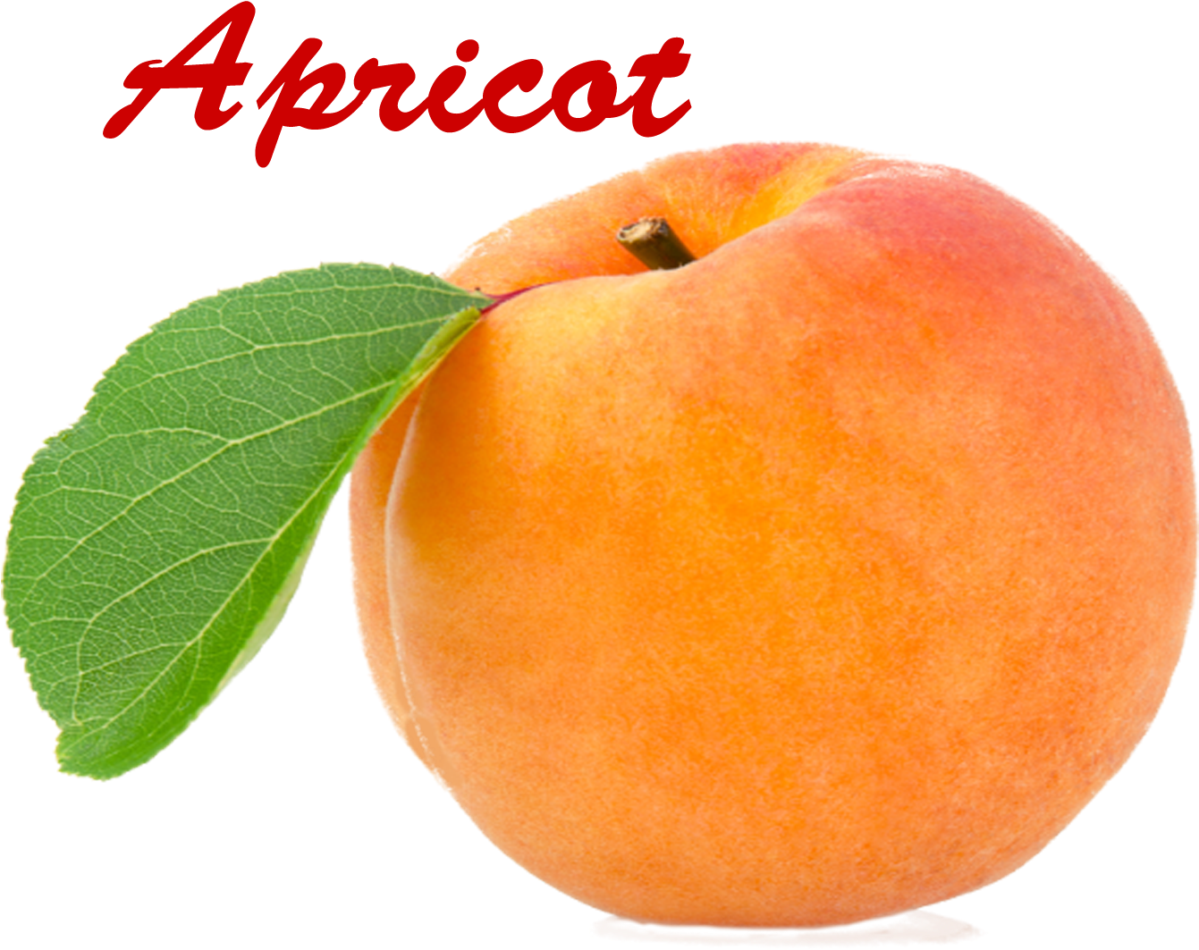 Apricot Png - Apricot Clipart (1513x1200), Png Download