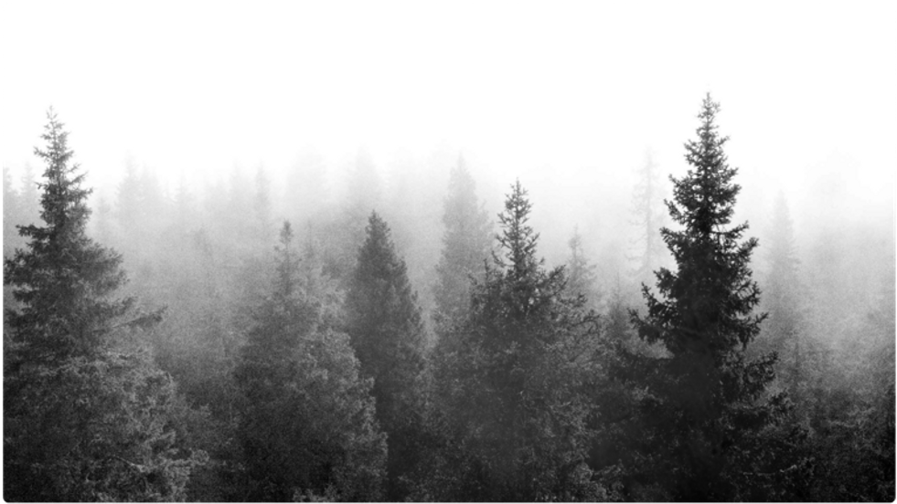 #trees #tree #forest #background #wallpaper #nature - Black And White Desktop Background Clipart (1024x641), Png Download