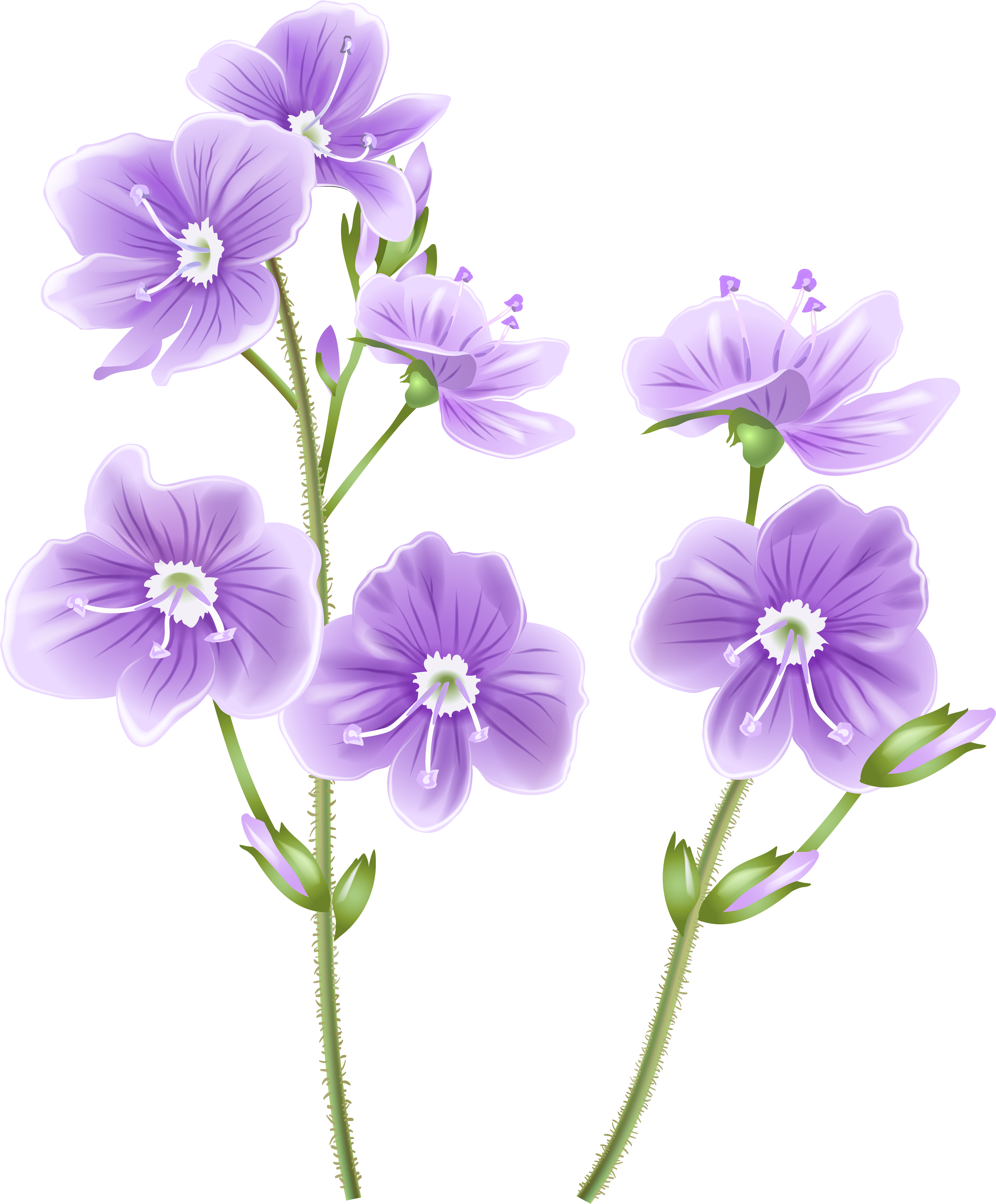 Wild Flower Png Clip Art Image - Transparent Background Wildflower Clipart (5827x7000), Png Download