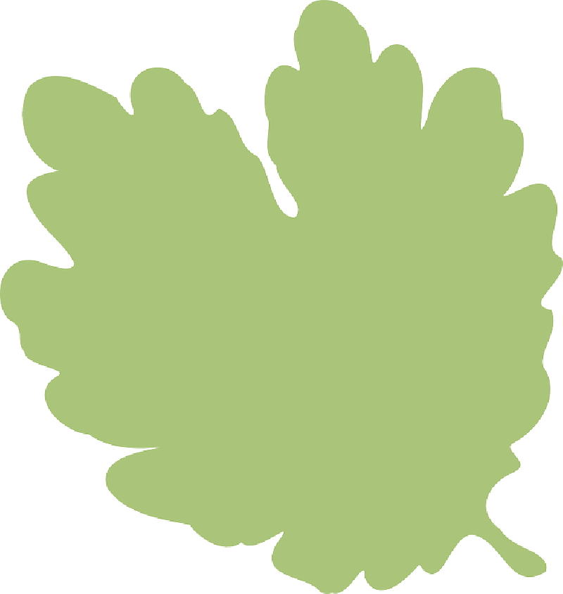 Forest Background Png Clipart (800x844), Png Download