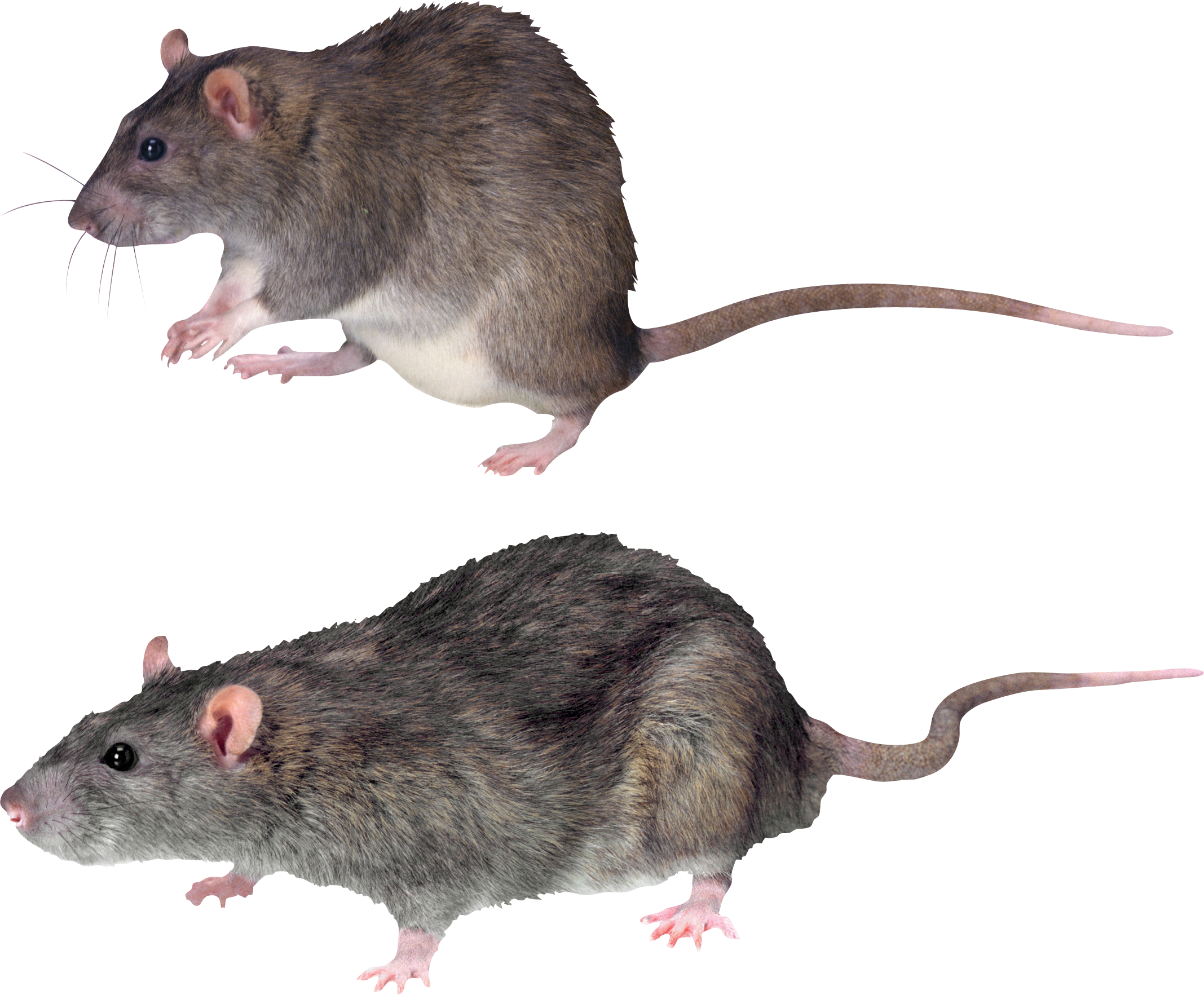 Mouse, Rat Png Image Clipart (2135x1765), Png Download