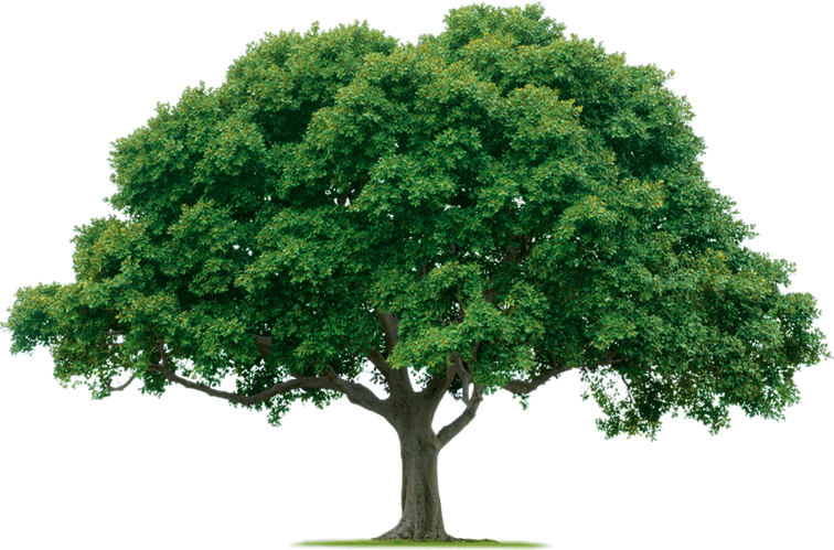 Ojai Trees Clipart (756x499), Png Download