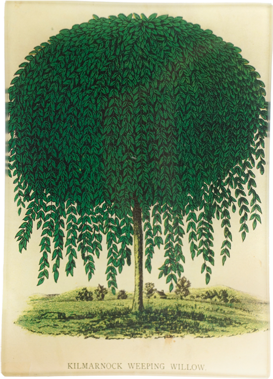 Tree Clipart (800x800), Png Download