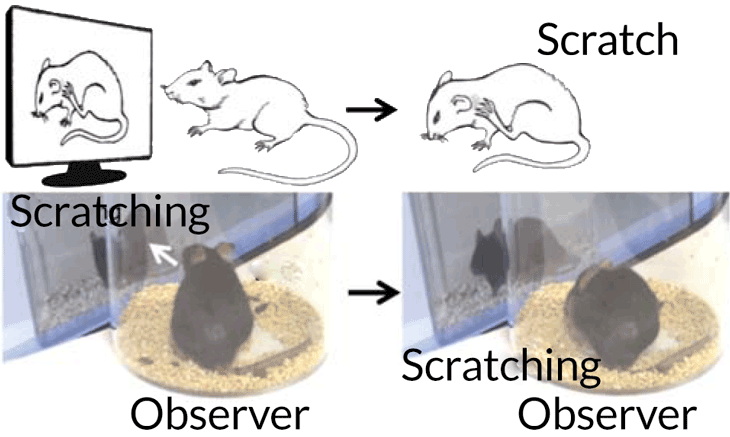 Scratching Mice - Scratching Is Contagious Clipart (730x437), Png Download