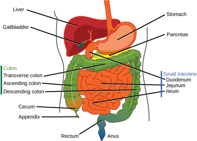 The Human Stomach Has An Extremely Acidic Environment Clipart (680x490), Png Download