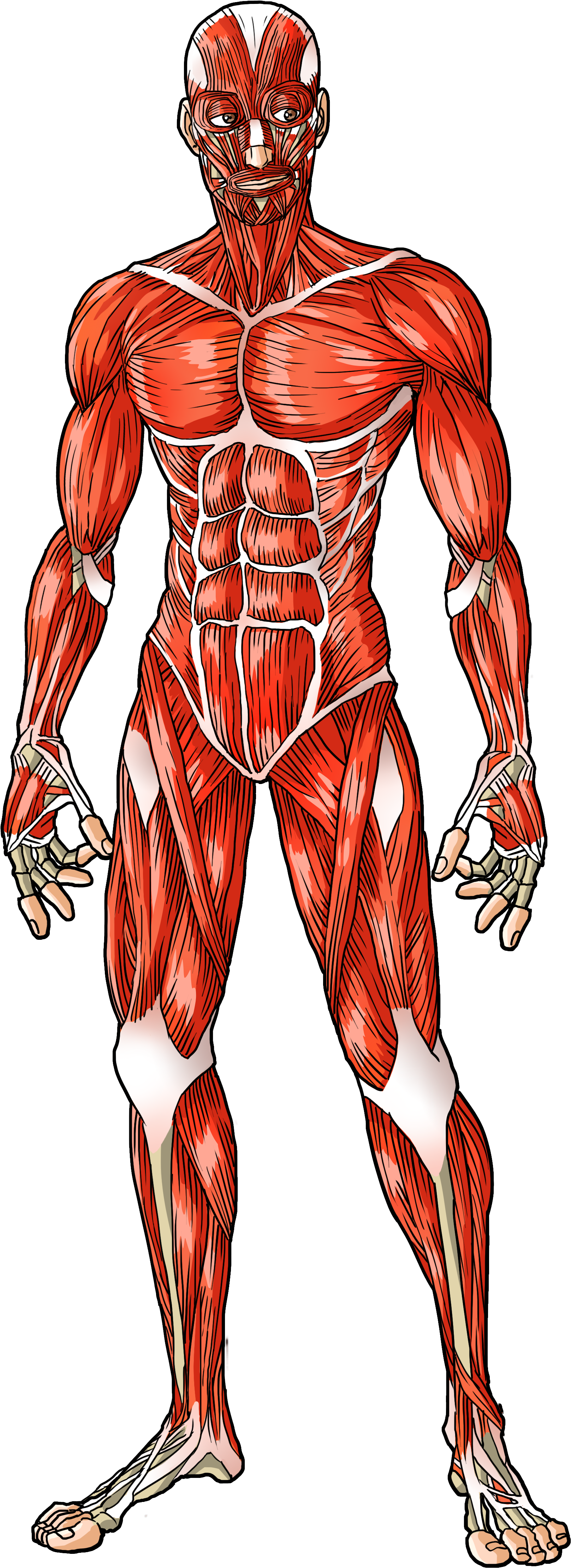 Male Muscular System Clipart (3300x5100), Png Download