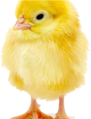 Baby Chick Copy 652x - Baby Chick Transparent Background Clipart (652x473), Png Download
