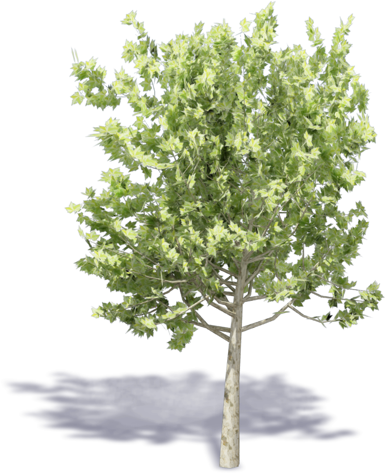 Plane Trees , Png Download Clipart (783x962), Png Download