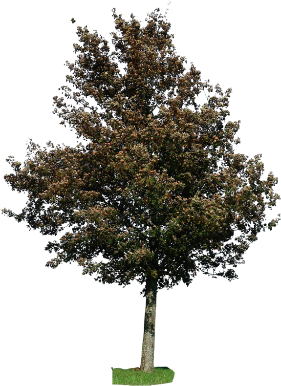 Go To Image - American Holly Png Clipart (600x800), Png Download