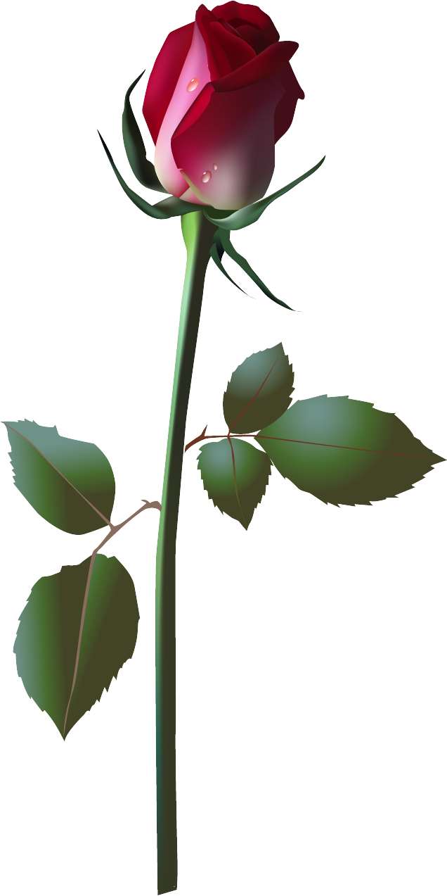 Pink Rose Vector Clipart (636x1273), Png Download