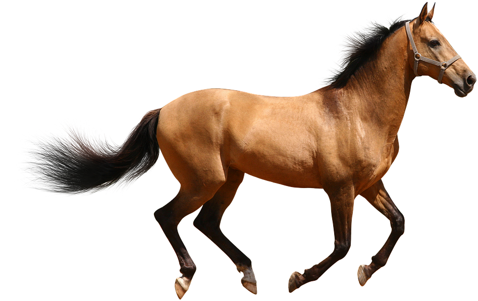 Running Horse Images 11, Buy Clip Art - Png Download (947x597), Png Download