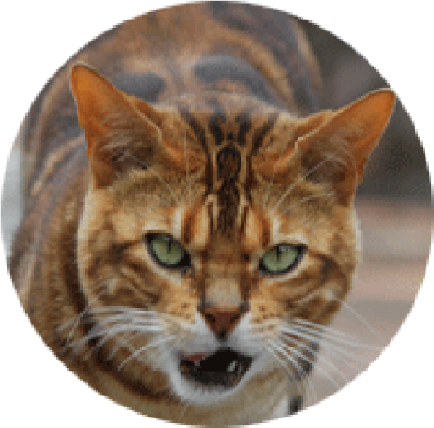 Tiger Head Png - Domestic Short-haired Cat Clipart (623x614), Png Download