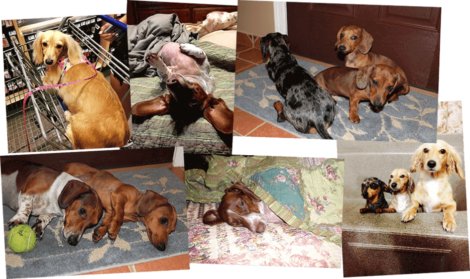 Dachshund Puppies Corpus Christi Texas Clipart (936x555), Png Download