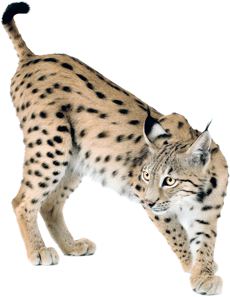 Lynx Png Clipart (793x996), Png Download