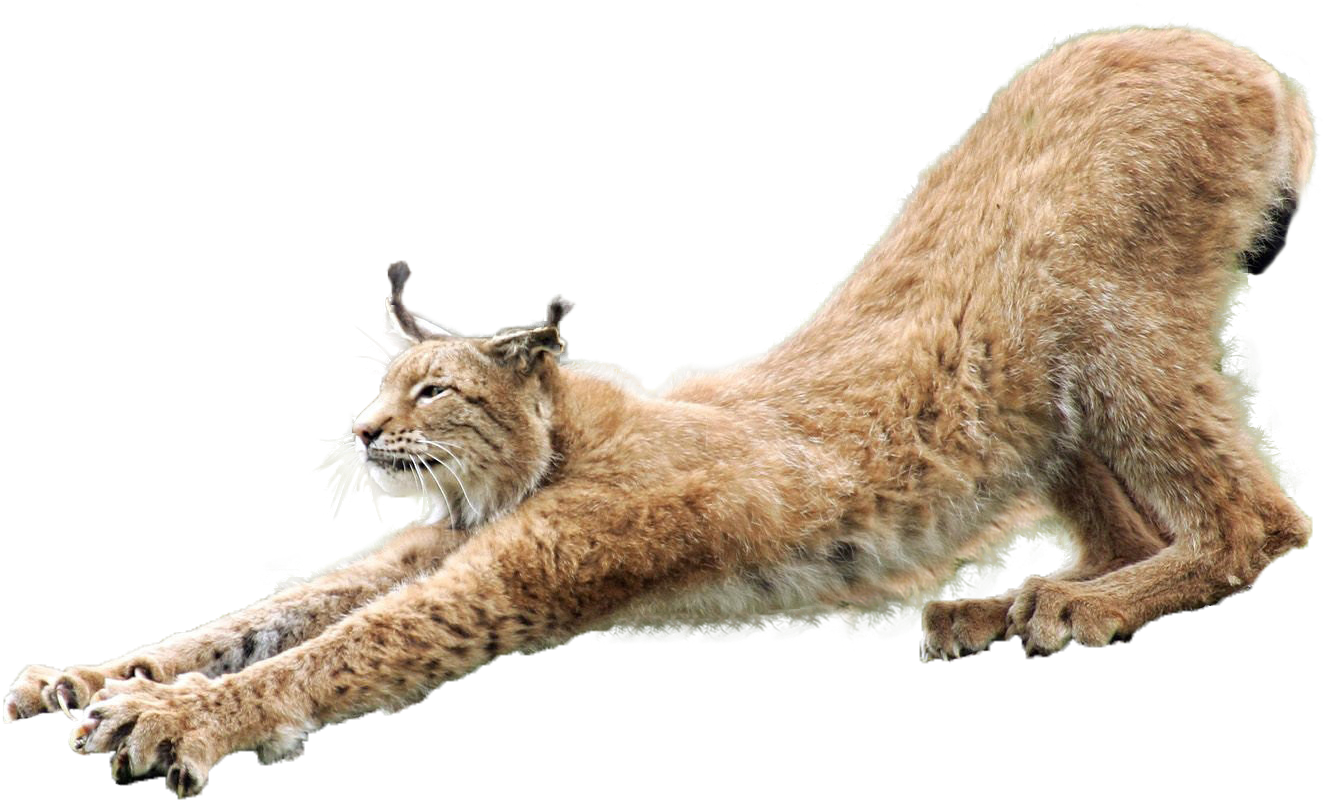 Lynx Png Clipart (1335x799), Png Download