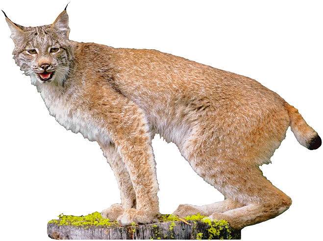 Lynx Clipart (659x493), Png Download
