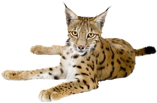 Lynx Png Pic Clipart (600x600), Png Download
