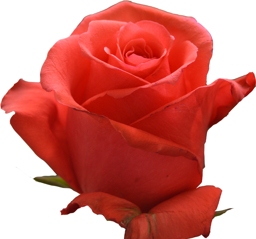 Coral Reef - Rose Rockstar Clipart (1400x1000), Png Download