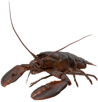 American Lobster Clipart (600x600), Png Download