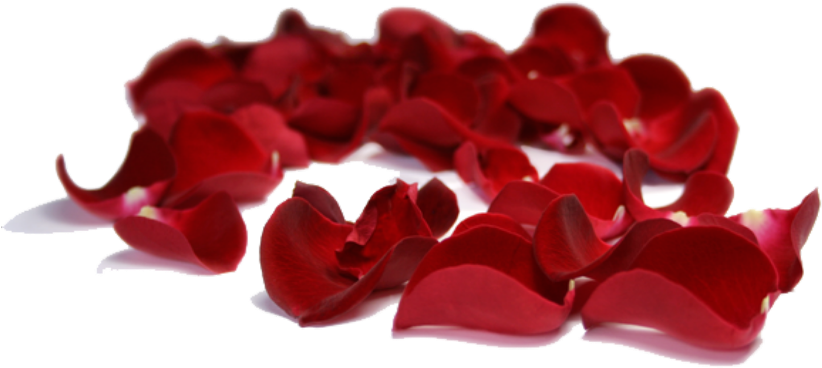#rose #petals #falling #background #decoration - Valentines Day Rose Petals Png Clipart (1024x1024), Png Download