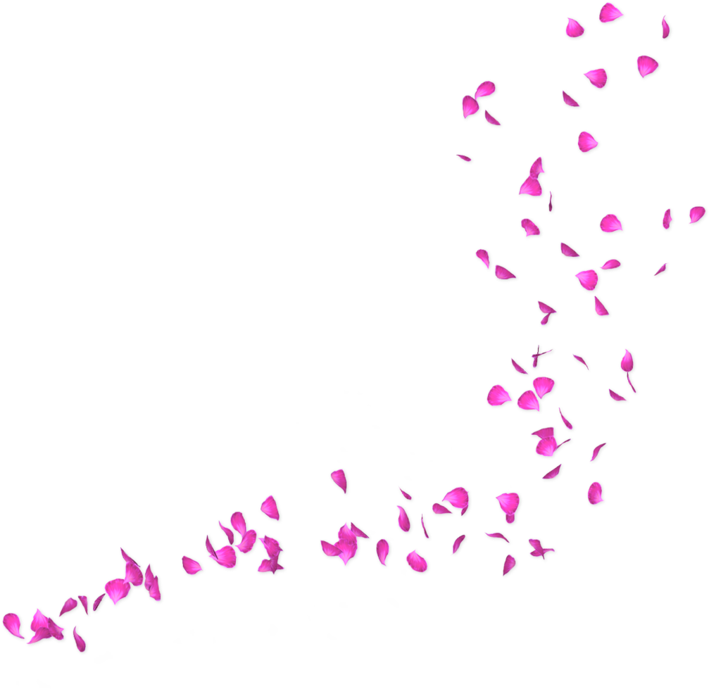 #petals #pink #falling #freetoedit - Rose Petals Falling Transparent Clipart (1024x995), Png Download