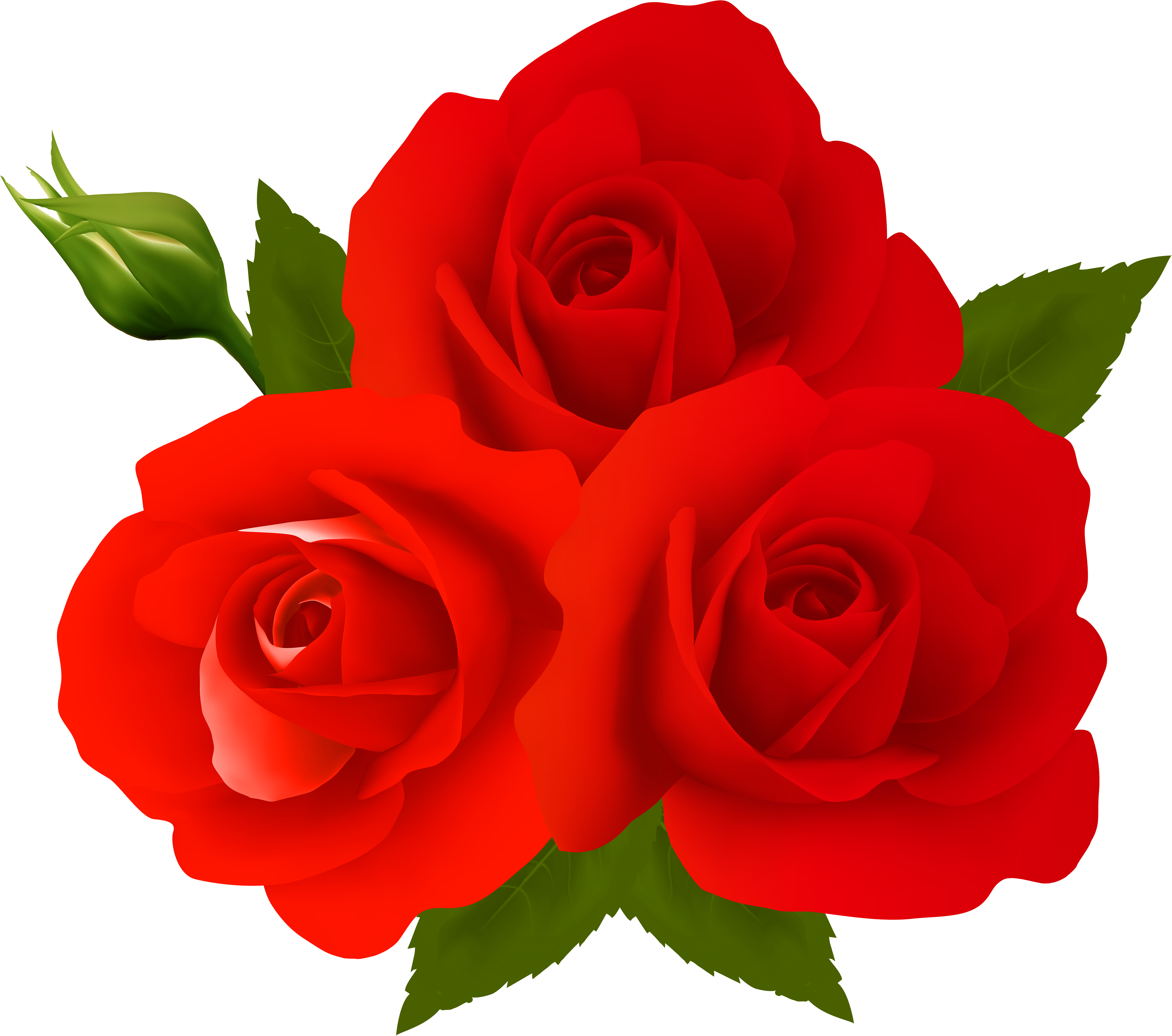 Rose png. Розы на прозрачном фоне. Красные розы на прозрачном фоне. Клипарт розы на прозрачном фоне.