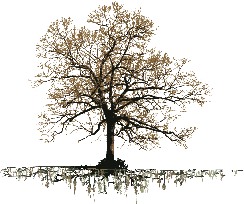 Grand Old Oak Tree - Old Oak Tree Png Clipart (799x662), Png Download