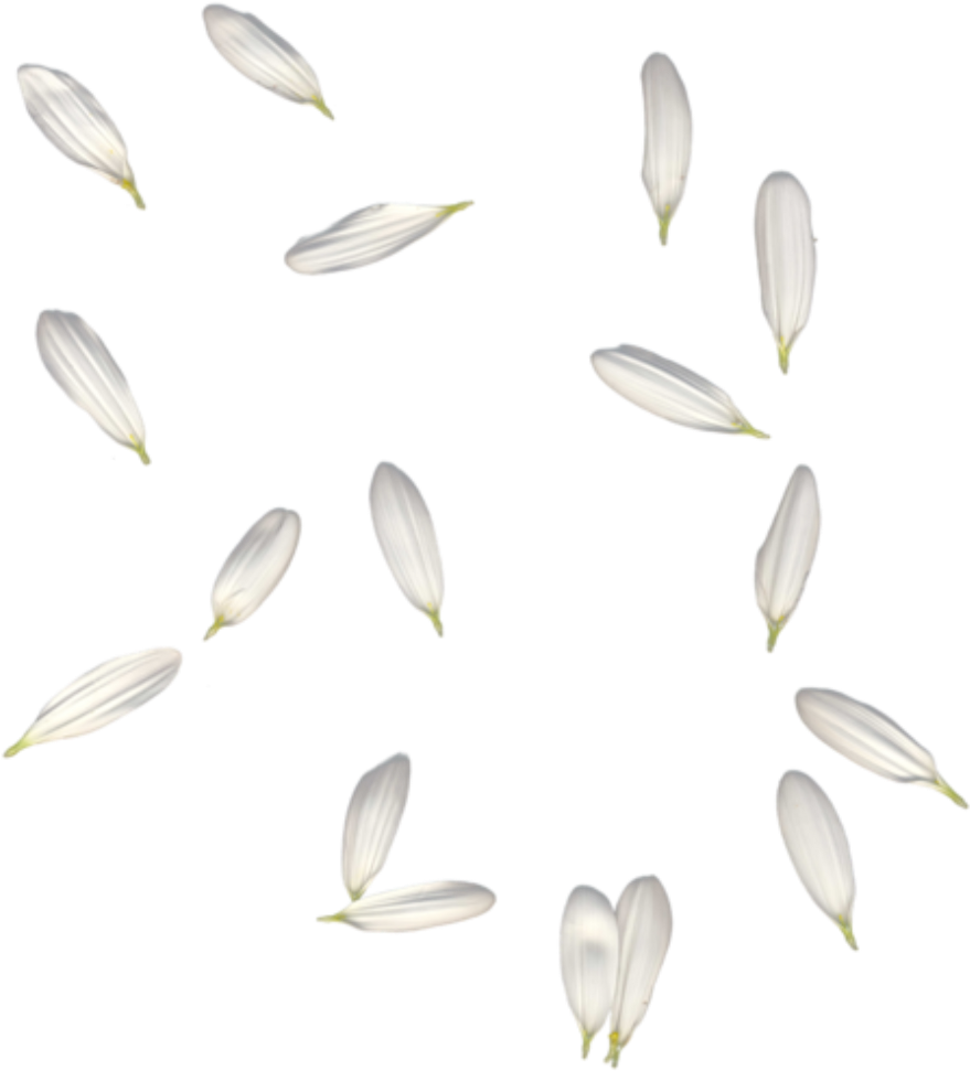 #petals #white #falling #freetoedit - Белые Лепестки Пнг Clipart (1024x1043), Png Download