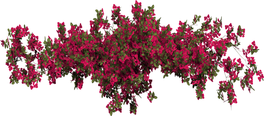 Flower Floral Garden Red Plants Plant Hanging Beautiful - Bougainvillea Photoshop Clipart (890x393), Png Download